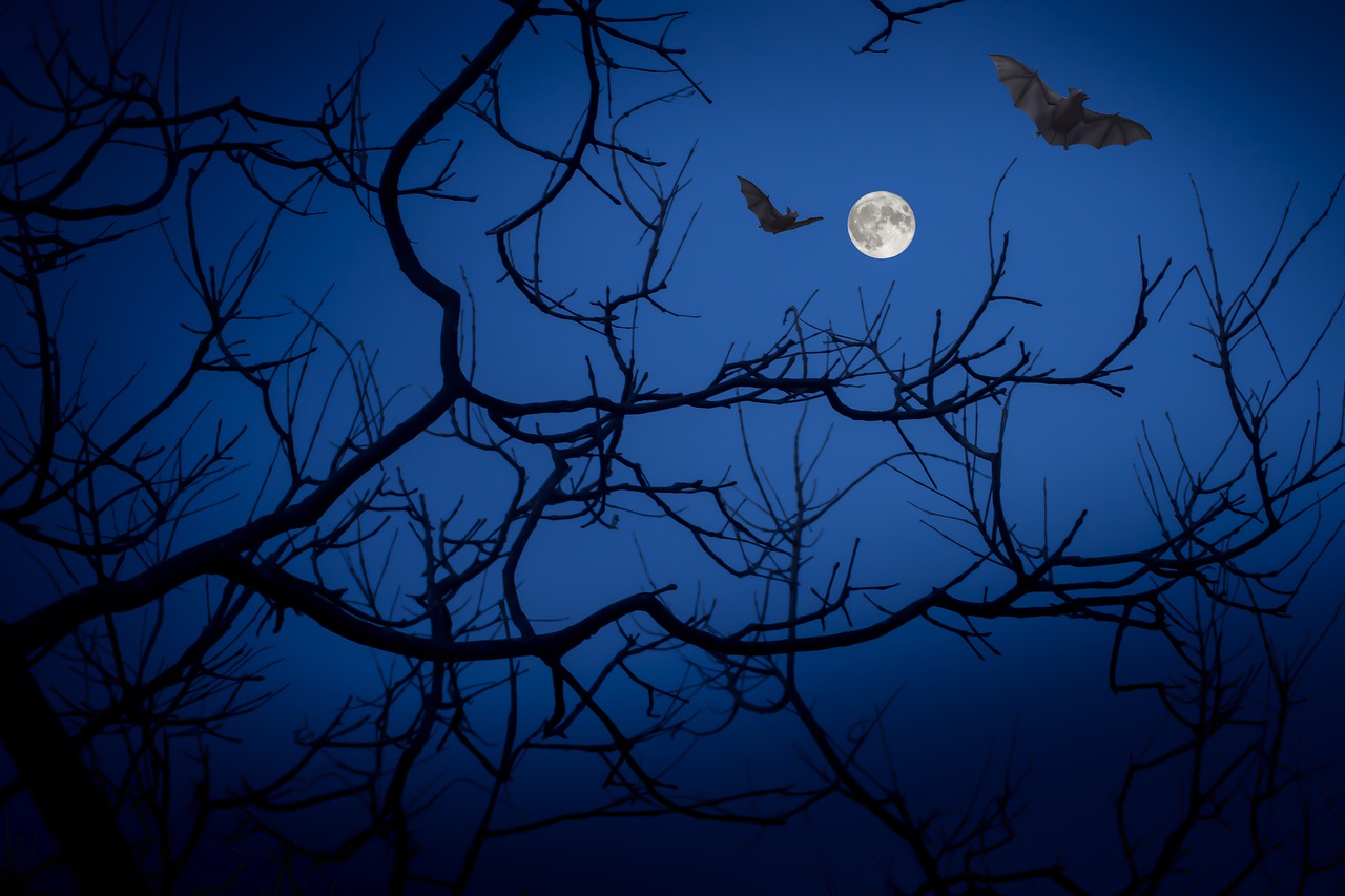 full moon, night, bats